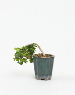 小品植物-壽娘子作品圖
