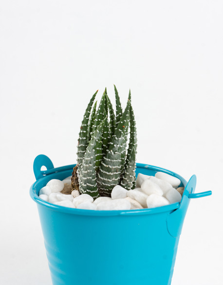 Small colored iron bucket succulent